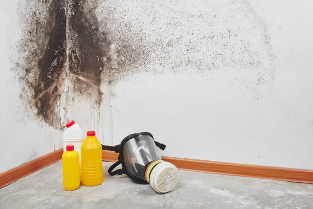 Mold Removal and Inspection in Americus, GA
