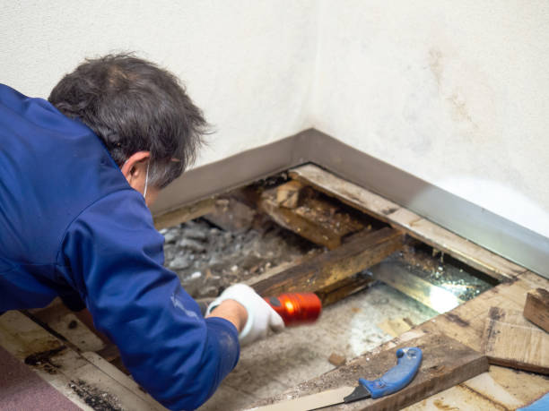 Best Mold Removal and Inspection  in Americus, GA