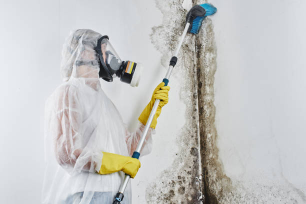 Best Emergency Mold Removal  in Americus, GA