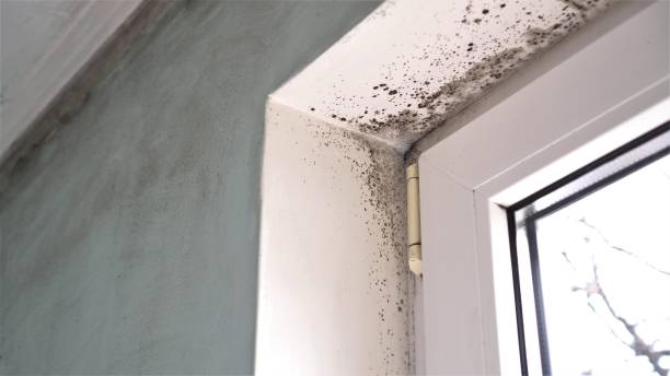 Americus, GA Mold Removal Company