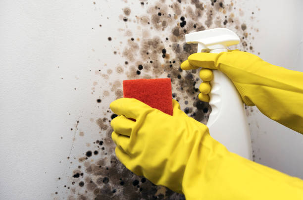 Best Residential Mold Removal  in Americus, GA